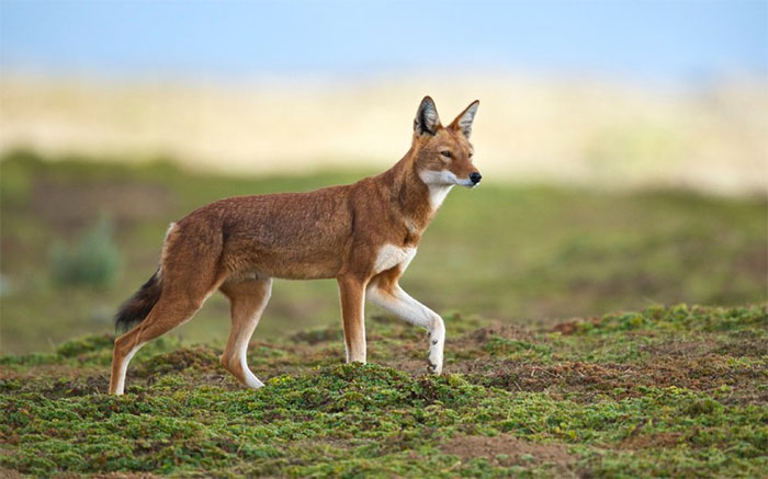 Picture 5 of Ethiopian Wolf: Africa's Most Endangered Carnivore Despite Existing for More Than 1 Million Years
