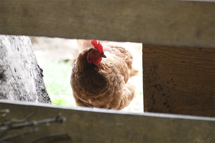 Picture 2 of Everything you need to know about bird flu