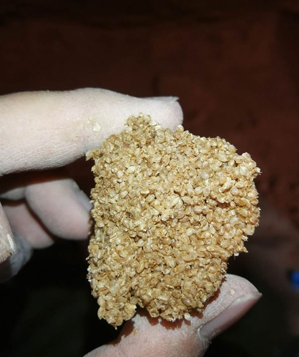 Excavating an ancient tomb, discovering 'golden millet through the air' for 2,000 years Picture 2