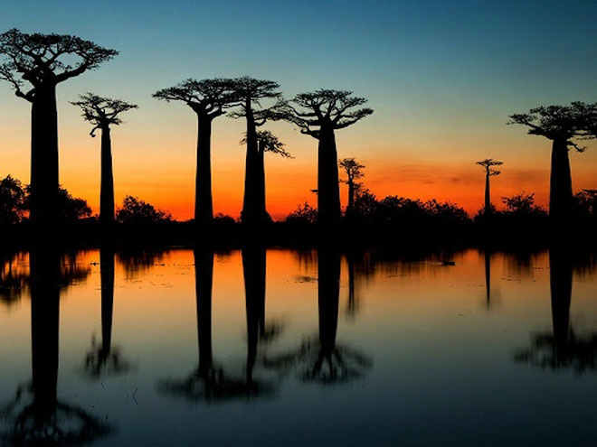 Explore the famous avenue with giant trees that can live up to 3000 years old Picture 2