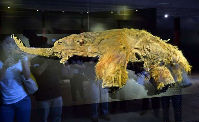 Picture 1 of Extinct species lurking in Canada, living for another 5,000 years no one knows?