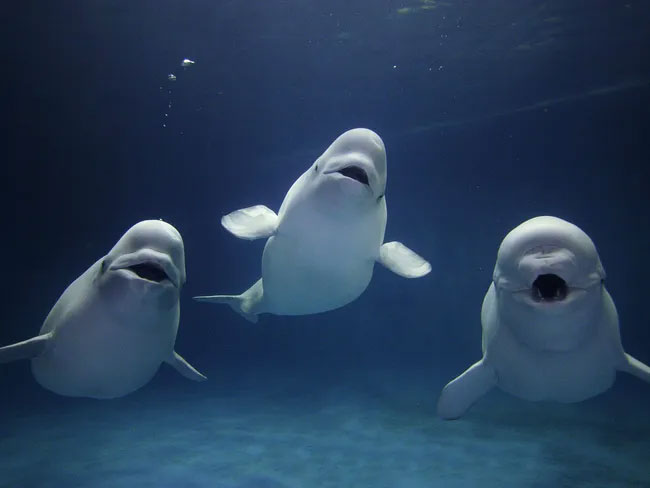 Picture 1 of Extremely intelligent and adorable, Beluga whales also possess a unique ability that sends shivers down people's spines.