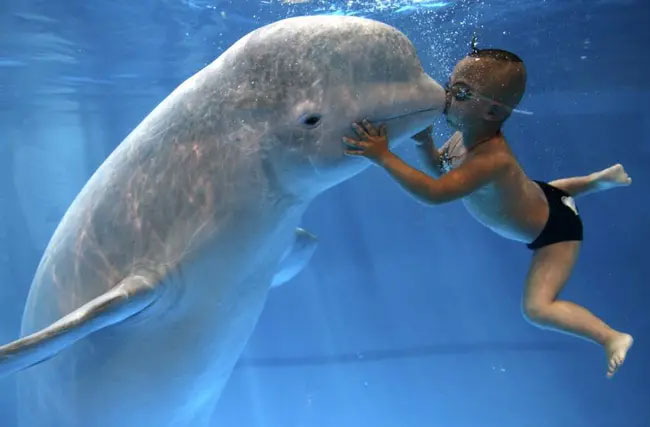 Picture 2 of Extremely intelligent and adorable, Beluga whales also possess a unique ability that sends shivers down people's spines.
