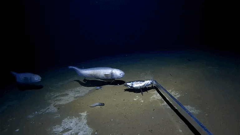 Picture 1 of Extremely rare footage of fish living at a record depth of 6,100m under the sea floor
