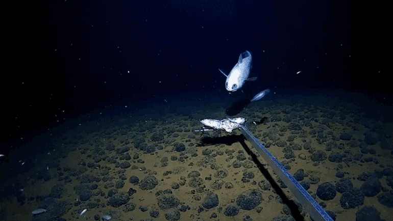 Picture 2 of Extremely rare footage of fish living at a record depth of 6,100m under the sea floor
