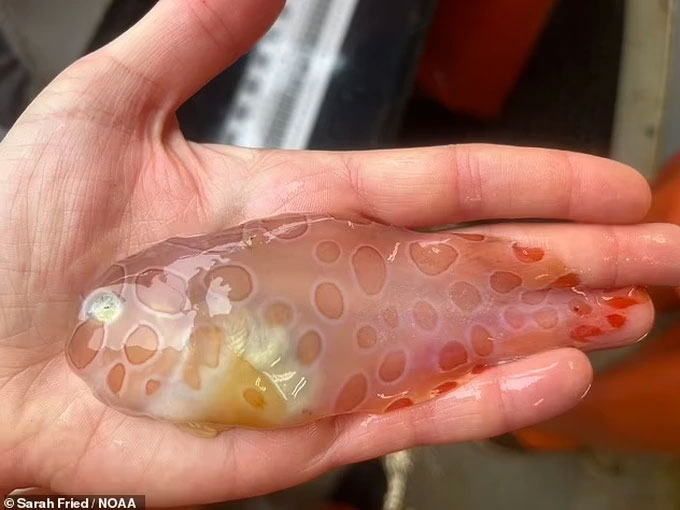 Picture 1 of Extremely rare transparent 'snail fish' found in the deep sea