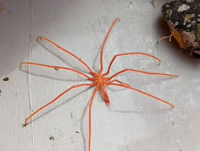 Picture 2 of Extremely rare transparent 'snail fish' found in the deep sea