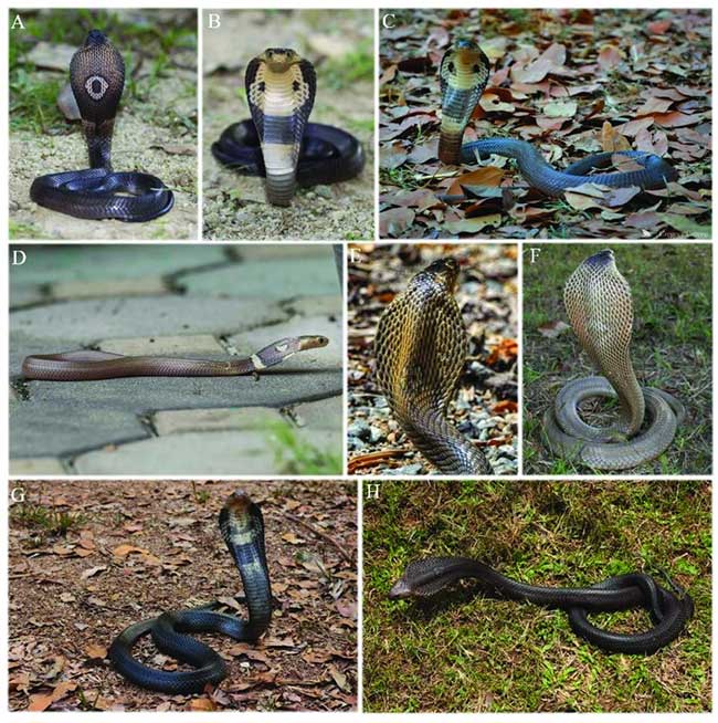 Picture 4 of Extremely venomous cobra species distributed in Vietnam