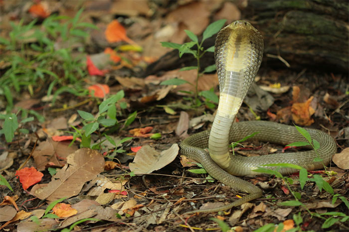 Picture 6 of Extremely venomous cobra species distributed in Vietnam