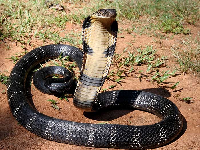 Picture 7 of Extremely venomous cobra species distributed in Vietnam