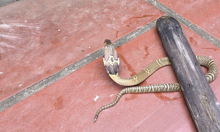 Picture 8 of Extremely venomous cobra species distributed in Vietnam
