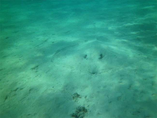 Eyes wide at the genius camouflage ability of animals Picture 10