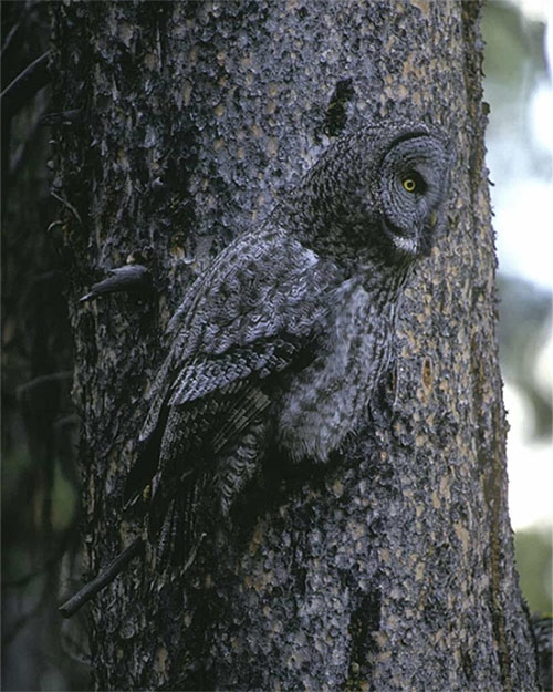 Eyes wide at the genius camouflage ability of animals Picture 11