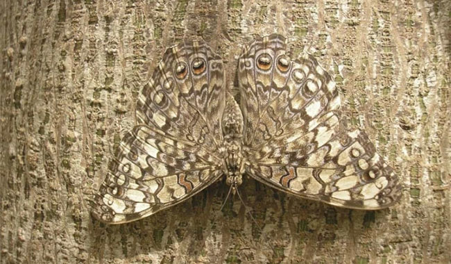 Eyes wide at the genius camouflage ability of animals Picture 8