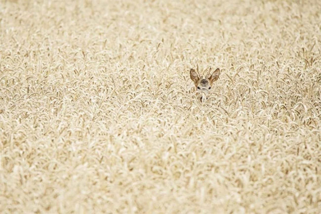 Eyes wide at the genius camouflage ability of animals Picture 9