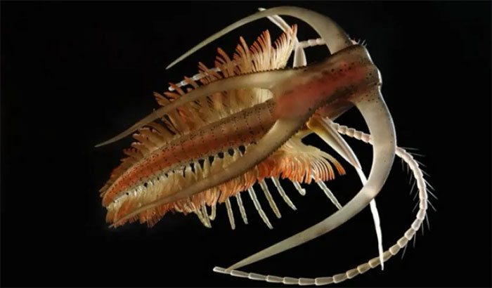 Picture 4 of 'Fainting' at the appearance of ancient Earth creatures, looking like alien monsters