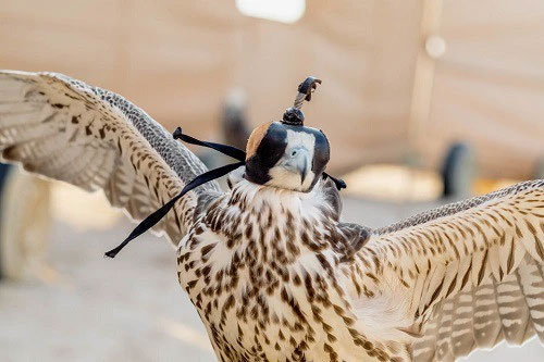 Falcon training: A profession that makes millions of dollars in the Middle East Picture 3