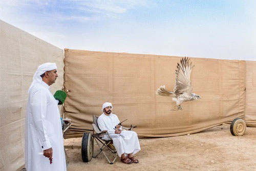 Falcon training: A profession that makes millions of dollars in the Middle East Picture 5