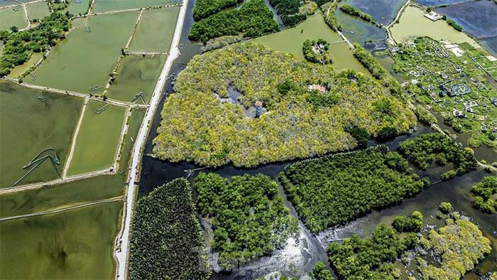 Picture 1 of Fascinating beauty of Hue mangrove forest in leaf changing season