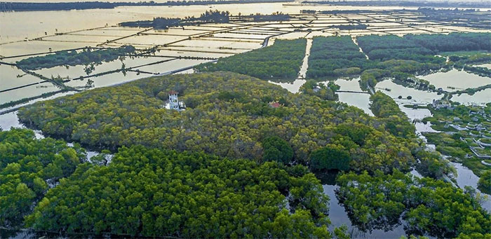 Picture 2 of Fascinating beauty of Hue mangrove forest in leaf changing season