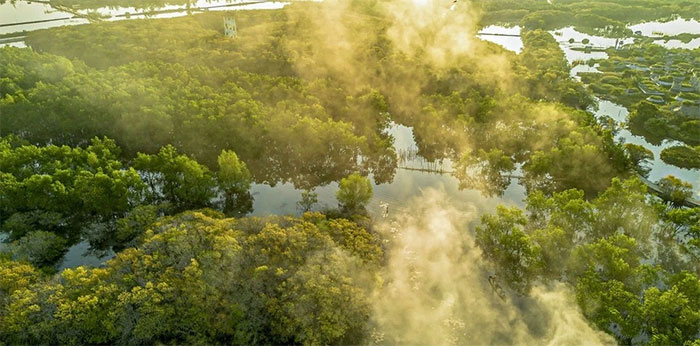 Picture 4 of Fascinating beauty of Hue mangrove forest in leaf changing season