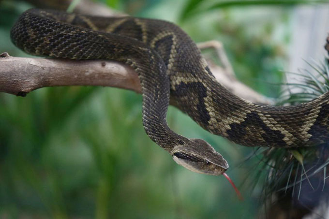 Picture 1 of Find the substance that neutralizes the viper's venom in the fruit