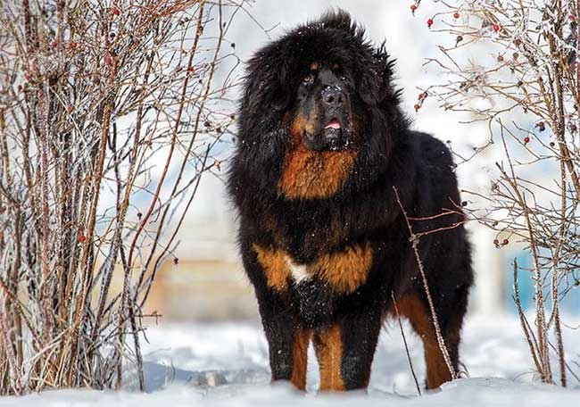 Picture 1 of Finding the origin of the Tibetan Mastiff