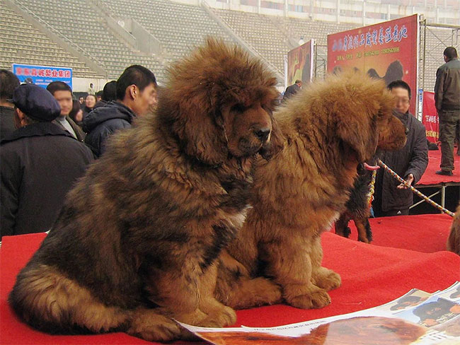 Picture 2 of Finding the origin of the Tibetan Mastiff