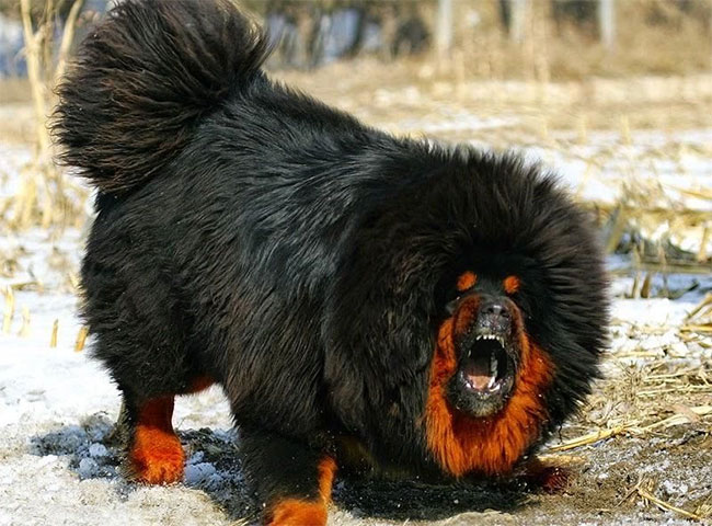 Picture 3 of Finding the origin of the Tibetan Mastiff