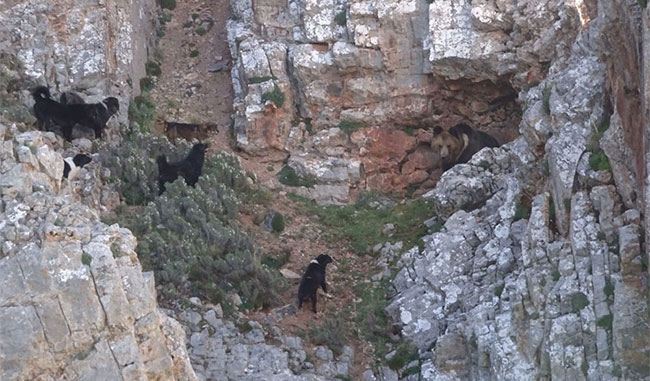 Picture 6 of Finding the origin of the Tibetan Mastiff