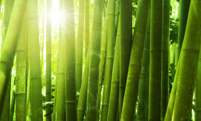 Picture 1 of Fire-resistant transparent bamboo can be a 'rival' of glass