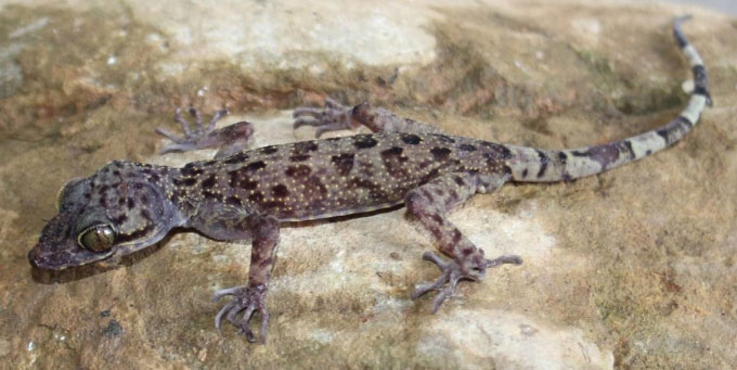 First discovery of a new species of toe-toed lizard in Lao Cai Picture 1