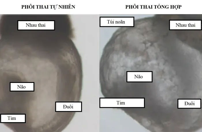 Picture 1 of First embryo created without sperm and egg