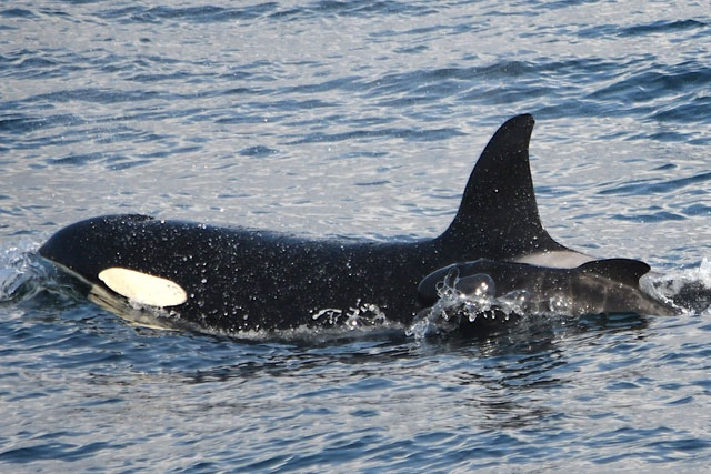 Picture 1 of First recorded killer whale kidnapping baby whale from another species to raise