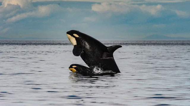 Picture 2 of First recorded killer whale kidnapping baby whale from another species to raise
