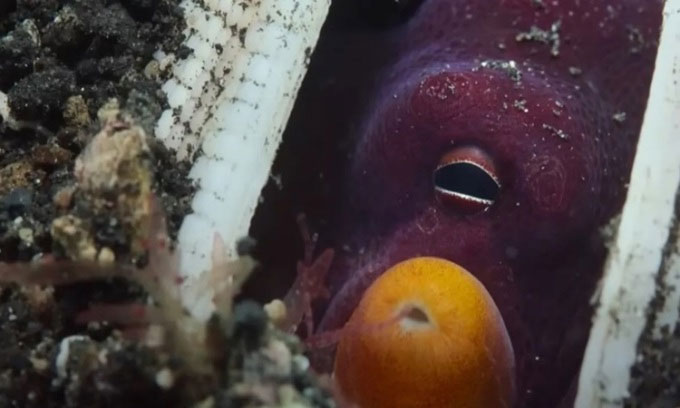 Picture 1 of First time filming the moment an octopus shoots rocks at predatory fish