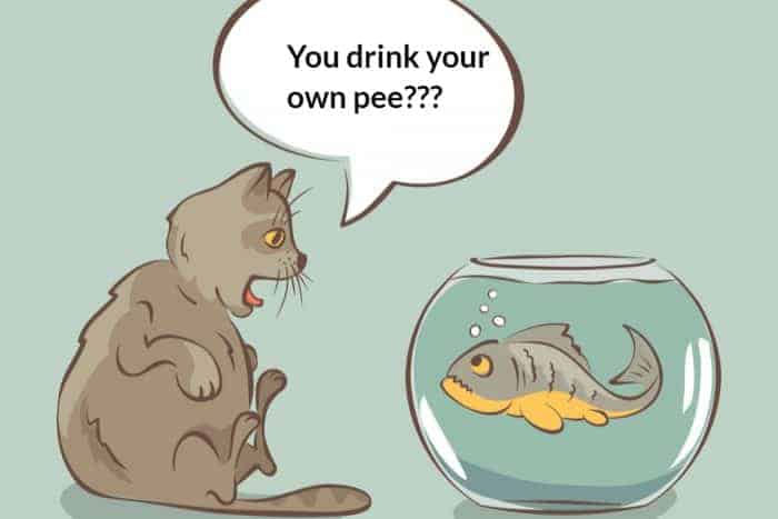 Picture 2 of Fish live in water but do they ever get thirsty?