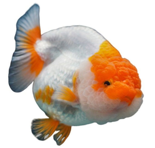 Picture 5 of Fish live in water but do they ever get thirsty?