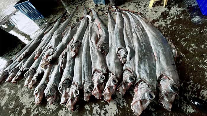 Picture 1 of Fishermen catch oarfish, many fear it's a bad omen.