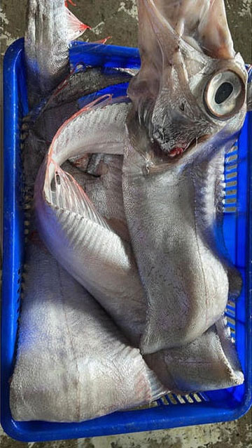 Picture 2 of Fishermen catch oarfish, many fear it's a bad omen.