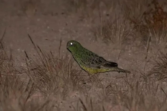Picture 3 of Flock of 50 rare and mysterious parrots discovered in Australia