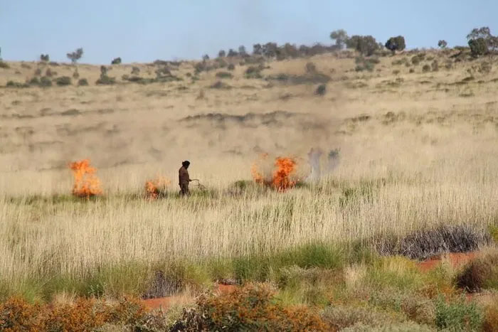 Picture 4 of Flock of 50 rare and mysterious parrots discovered in Australia