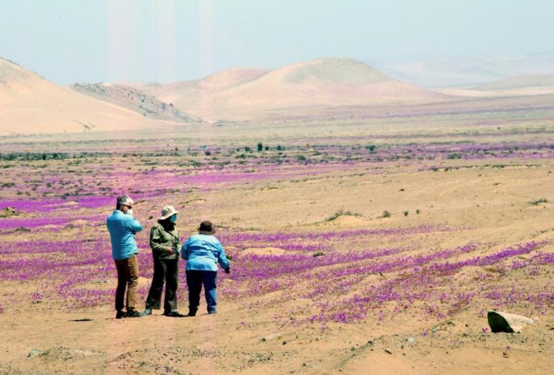 Flowers bloom in the driest desert in the world Picture 1