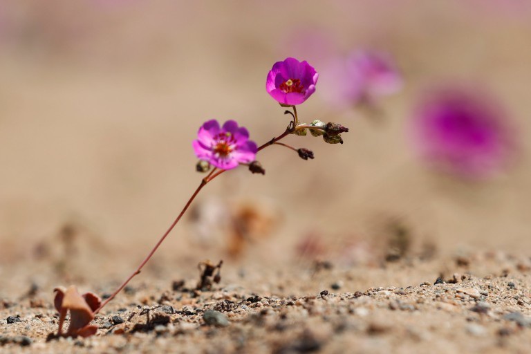 Flowers Bloom In The Driest Desert In The World