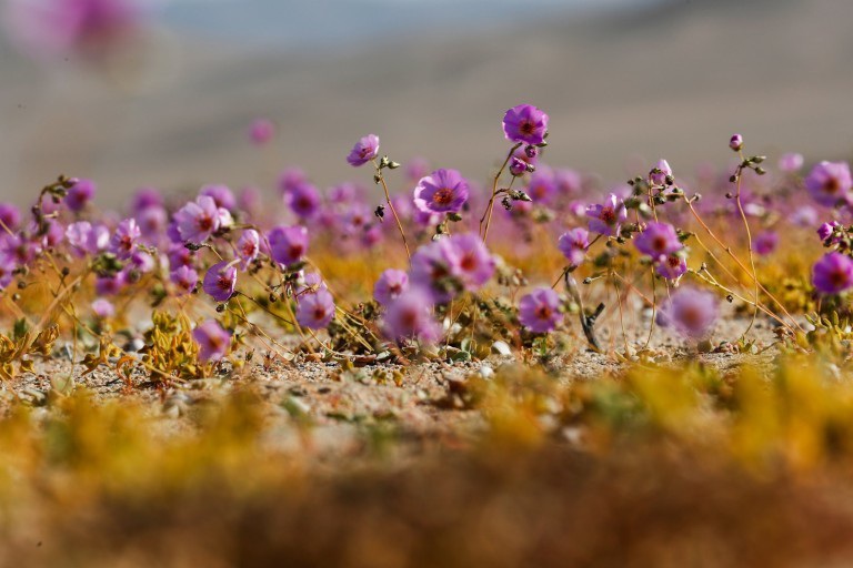 Flowers bloom in the driest desert in the world Picture 3