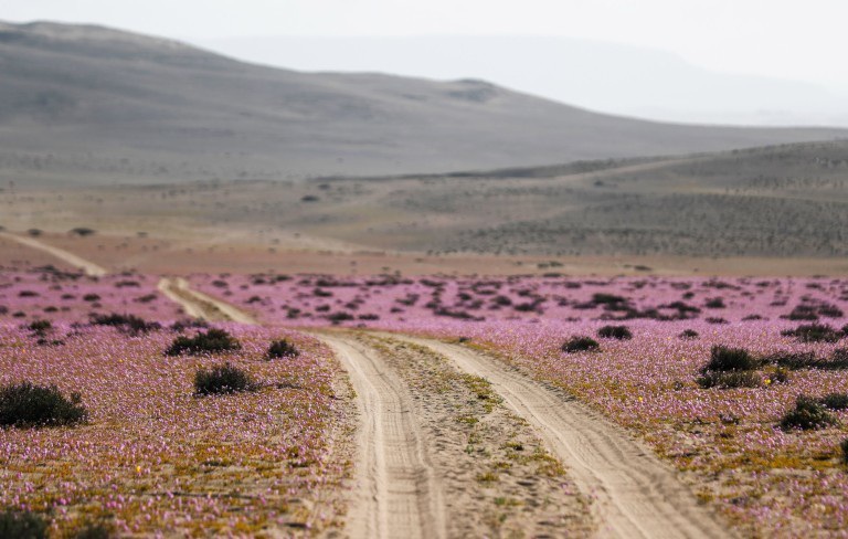 Flowers bloom in the driest desert in the world Picture 4