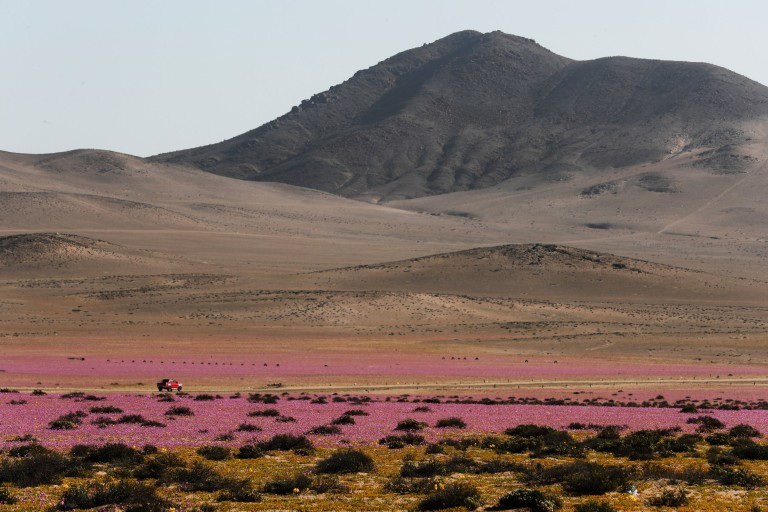 Flowers bloom in the driest desert in the world Picture 5