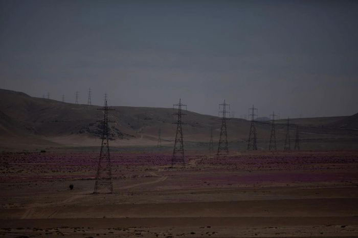 Picture 4 of Flowers bloom in the driest desert on the planet