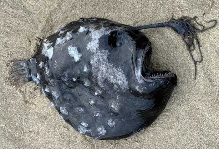 Picture 1 of For the first time in history, fish in the sea 1,000 meters deep washed ashore