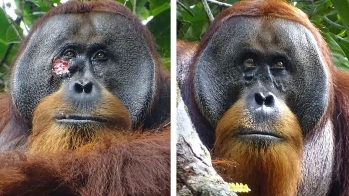 Picture 1 of For the first time, it was recorded that an orangutan self-applied herbs to heal facial wounds